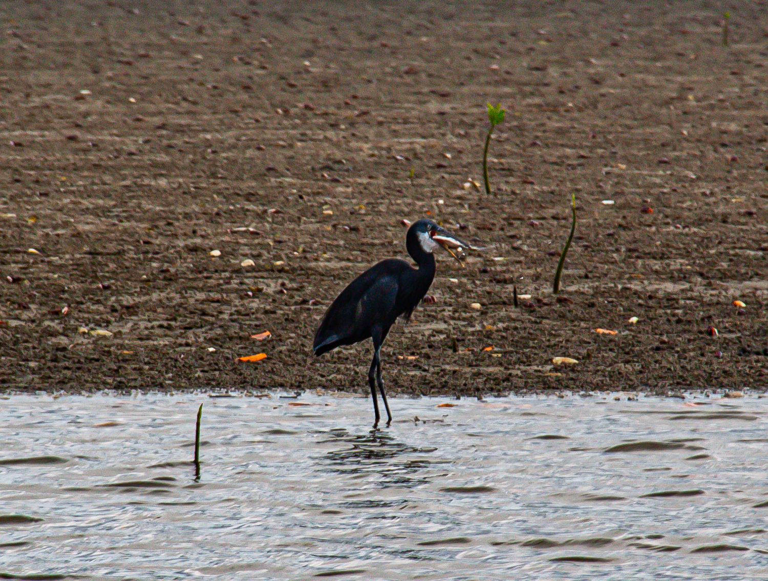 A dark western reef heron standing in shallow water on a muddy shoreline with a small mangrove seedling.