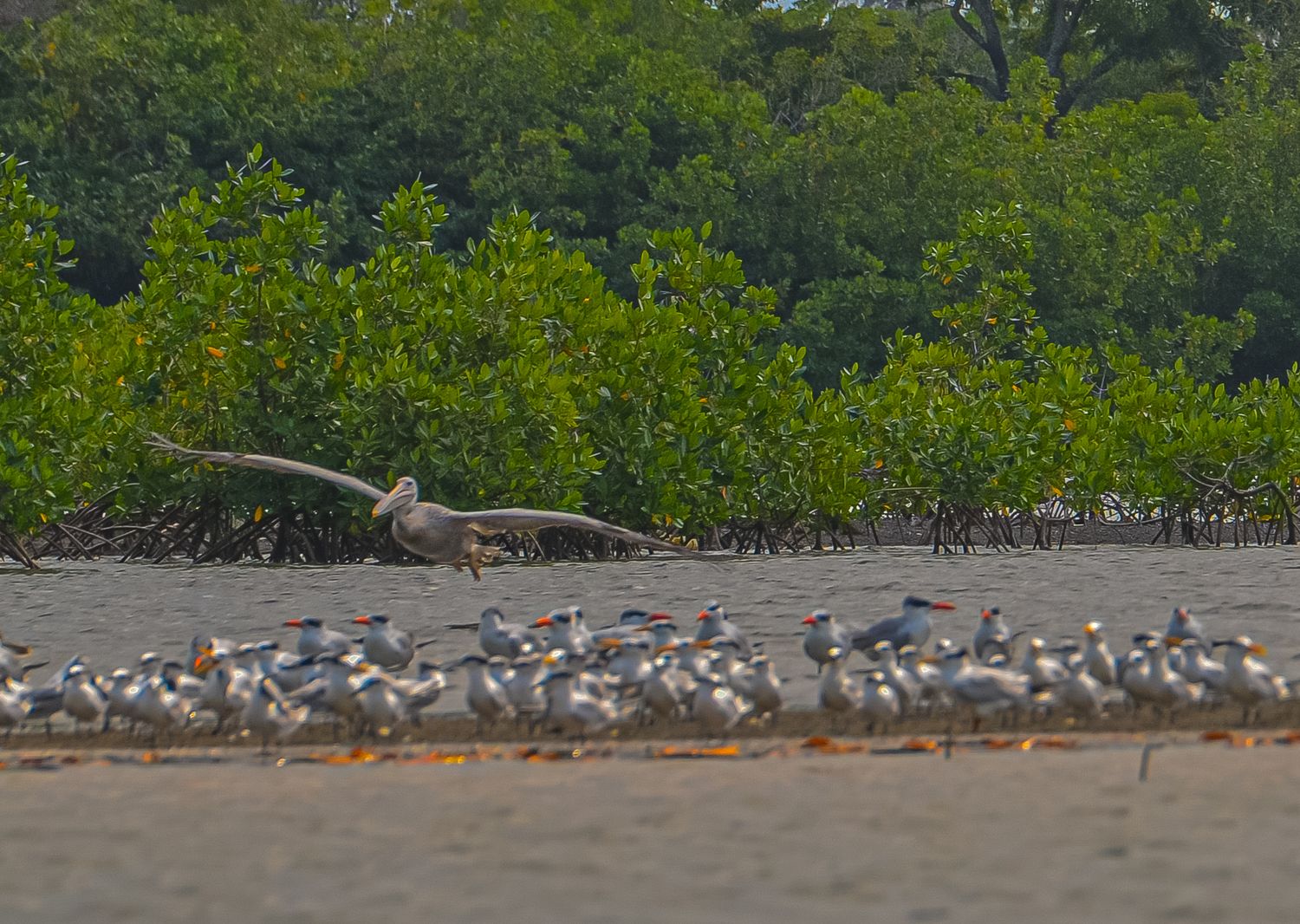 Pelican in flight over a sandy shore with seagulls and mangrove trees in the background.