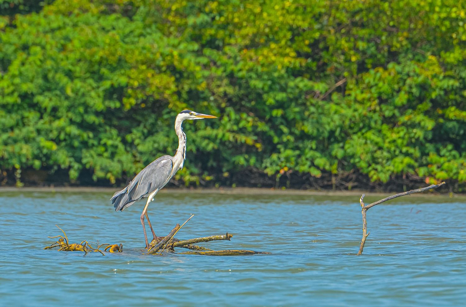 A grey heron perched on driftwood in calm blue water with lush green mangroves in the background.