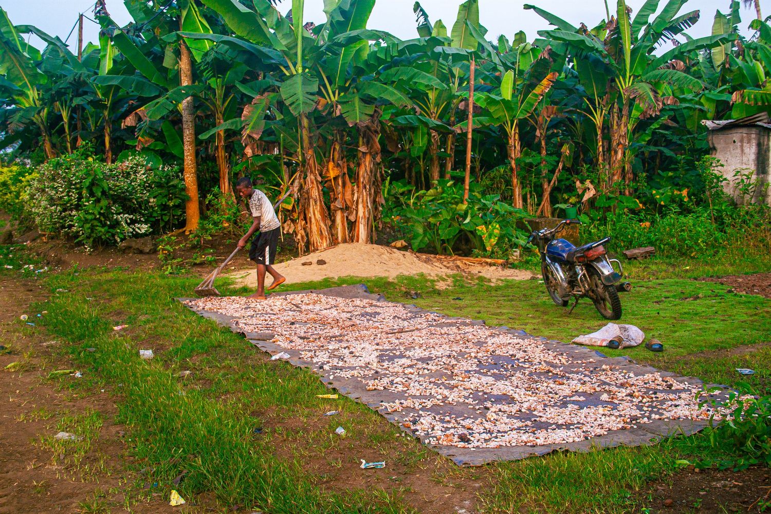 A person rakes harvested crops laid out to dry on tarps near banana trees with a motorcycle nearby.
