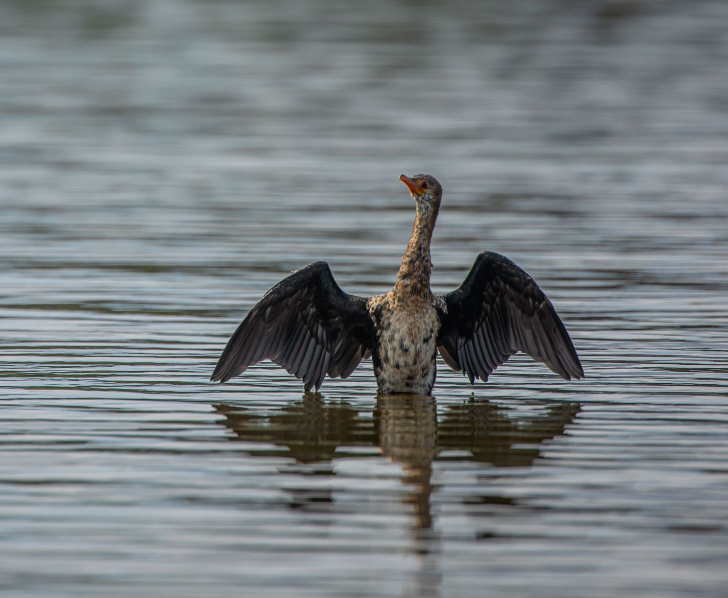 A reed cormorant spreading its wings while standing in calm water.