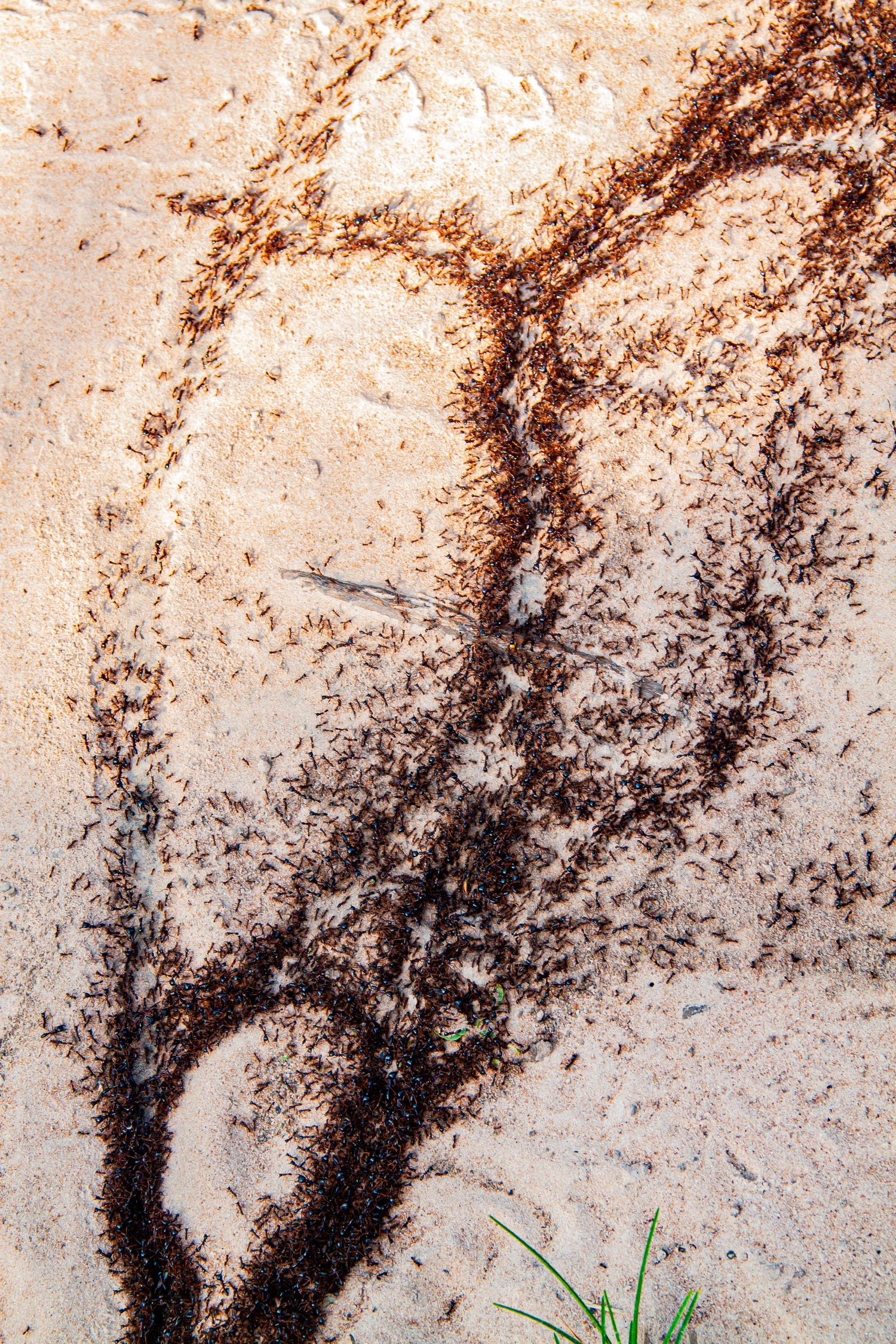 Aerial view of thousands of dark ants forming branching trail patterns on sandy ground.