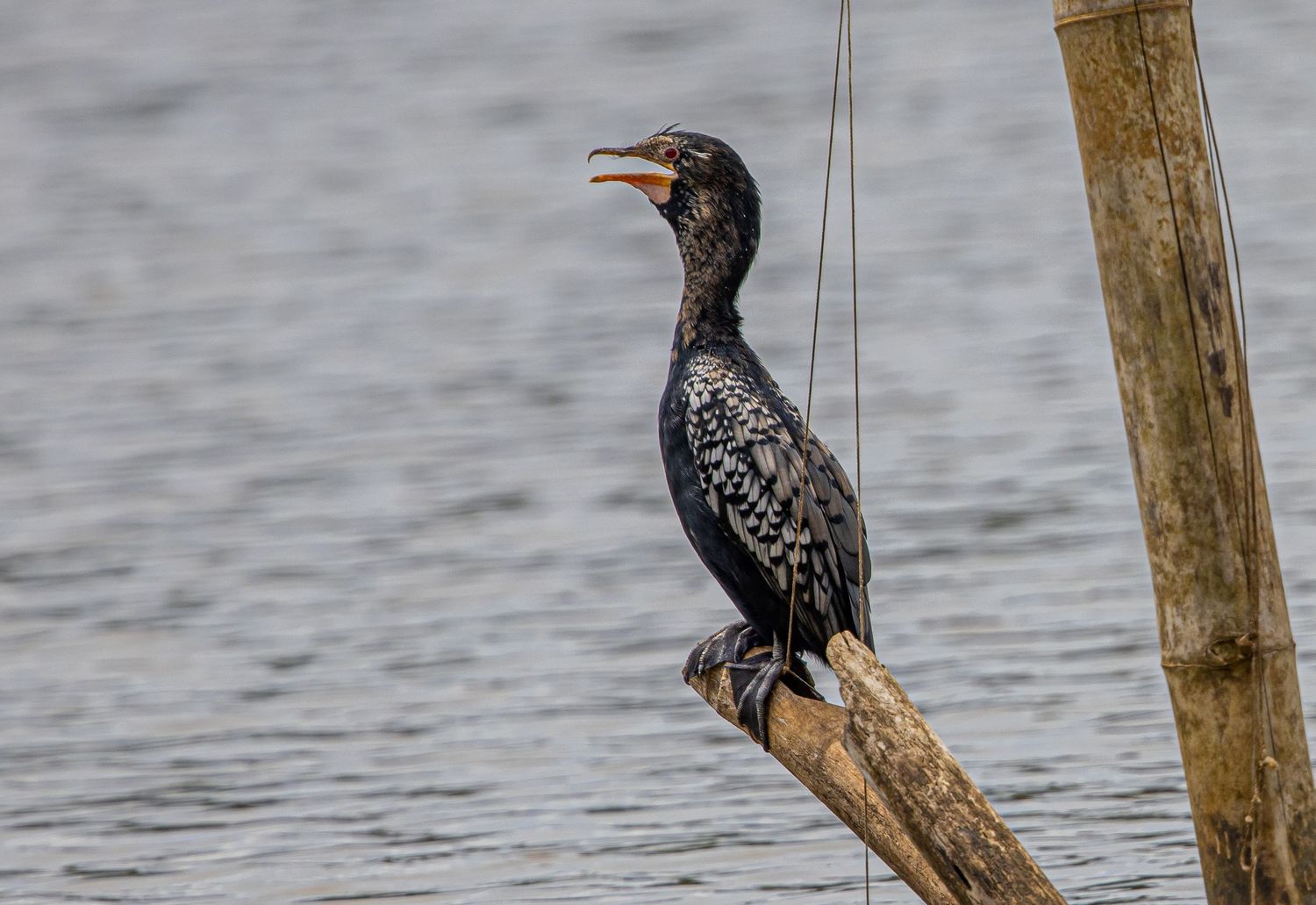 A little cormorant perched on a wooden post near water with its beak open wide.