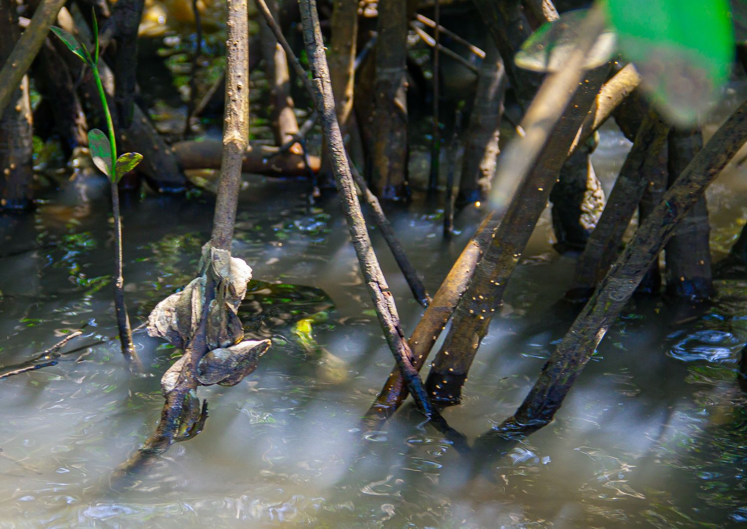 Mangrove tree roots partially submerged in murky shallow water in a tropical coastal ecosystem.