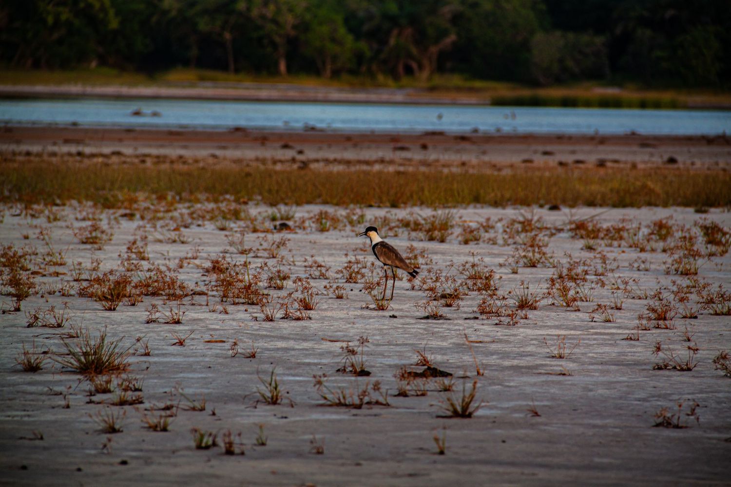 A lone heron stands on a sandy riverbank at dusk in a tranquil African wetland.