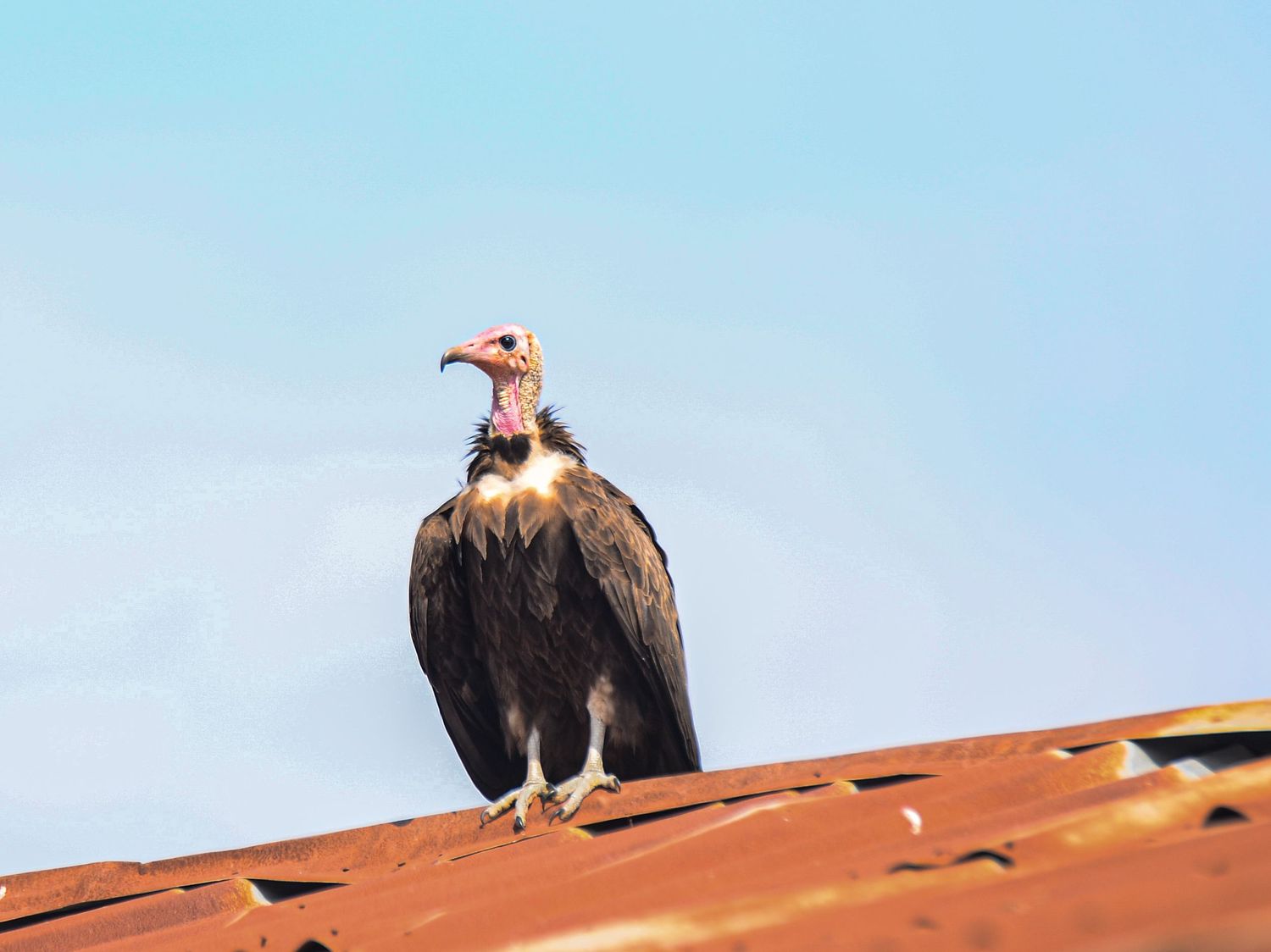 Hooded vulture with pink beak perched on a red rooftop against a clear blue sky.