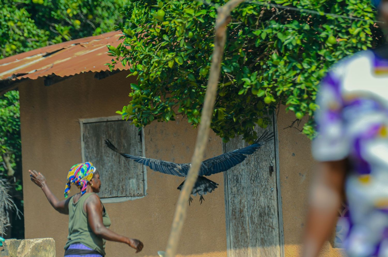 A woman in colorful headwrap reaches toward a large bird taking flight near a rural African home.