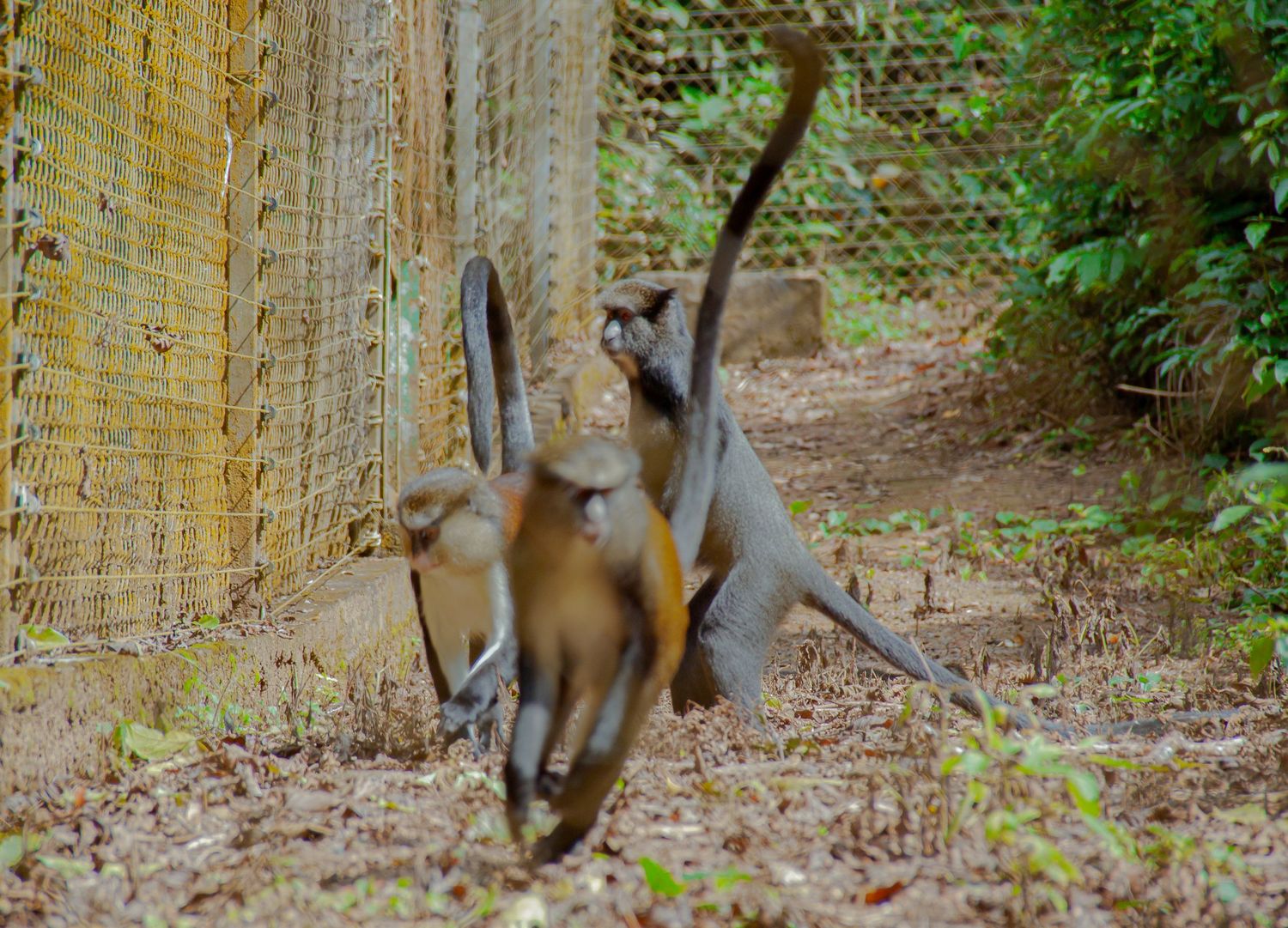Two monkeys leaping and playing near a wire fence in a lush green outdoor enclosure.