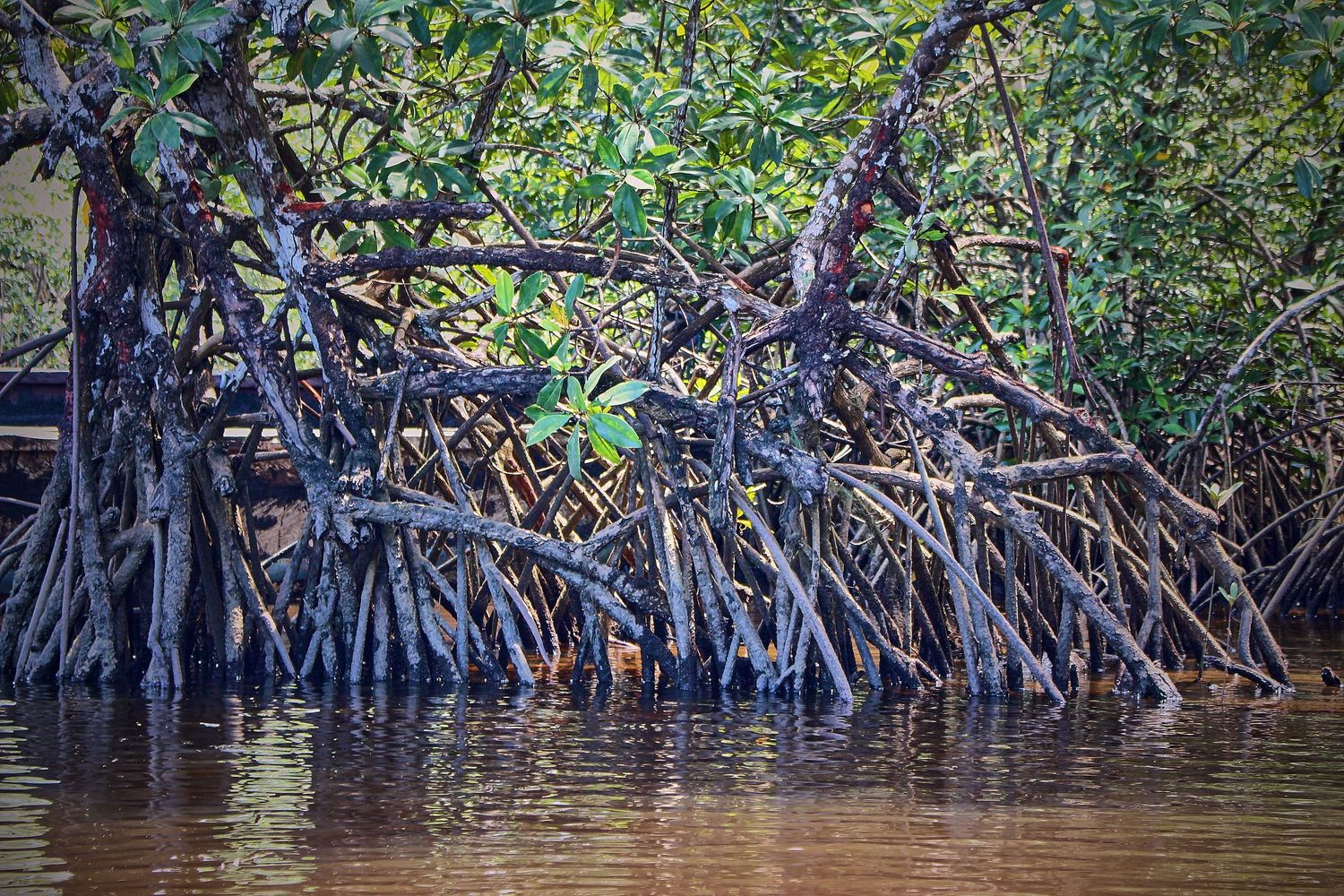 Dense mangrove forest with tangled aerial roots reflected in brown murky water.