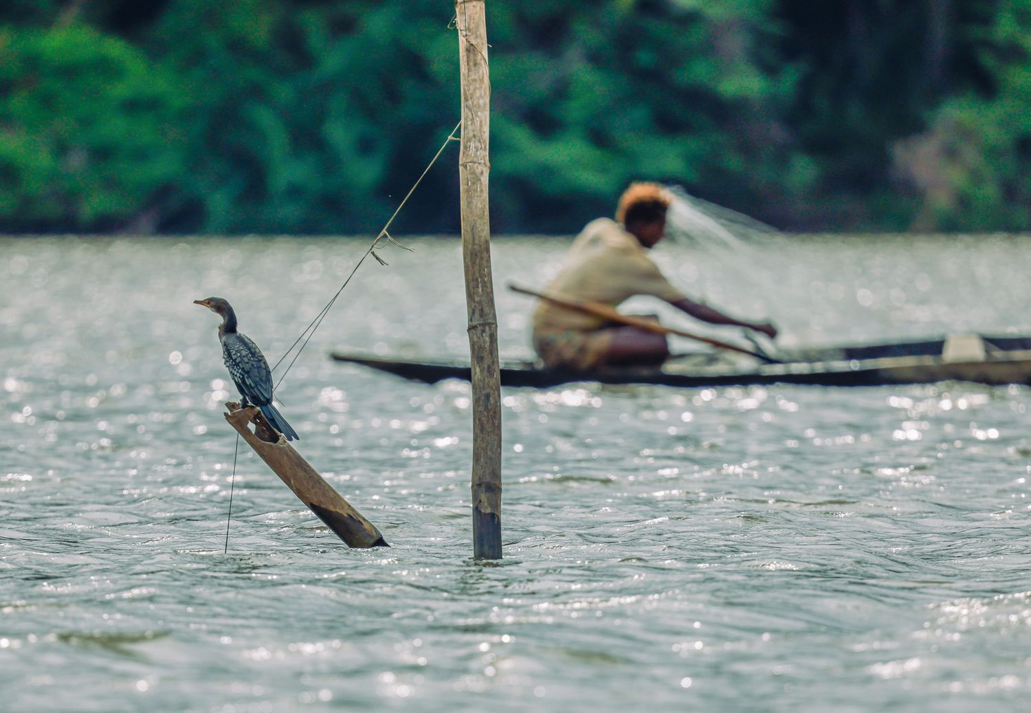 Cormorant bird perched on a wooden pole with a fisherman rowing a canoe in the background.