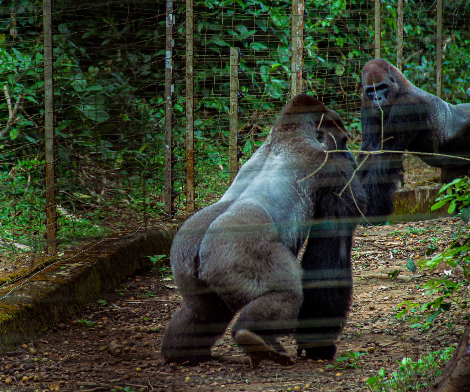 Silverback gorilla walking near a fence in a lush green forested wildlife sanctuary enclosure.