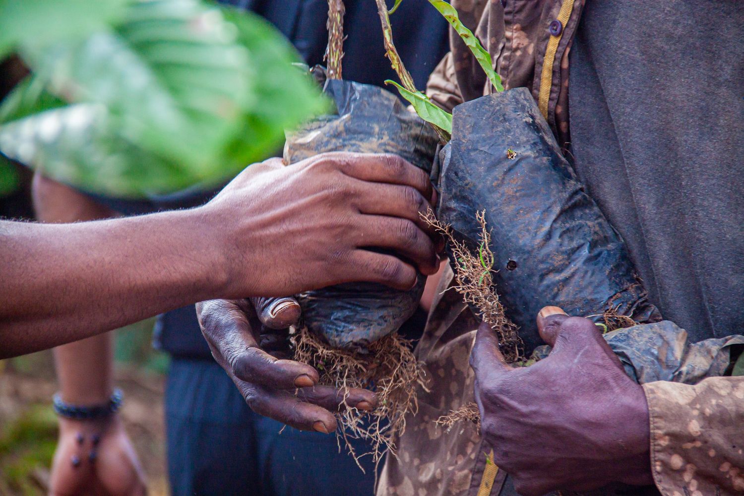 Close-up of hands carefully handling a young plant seedling with exposed roots in dark soil.
