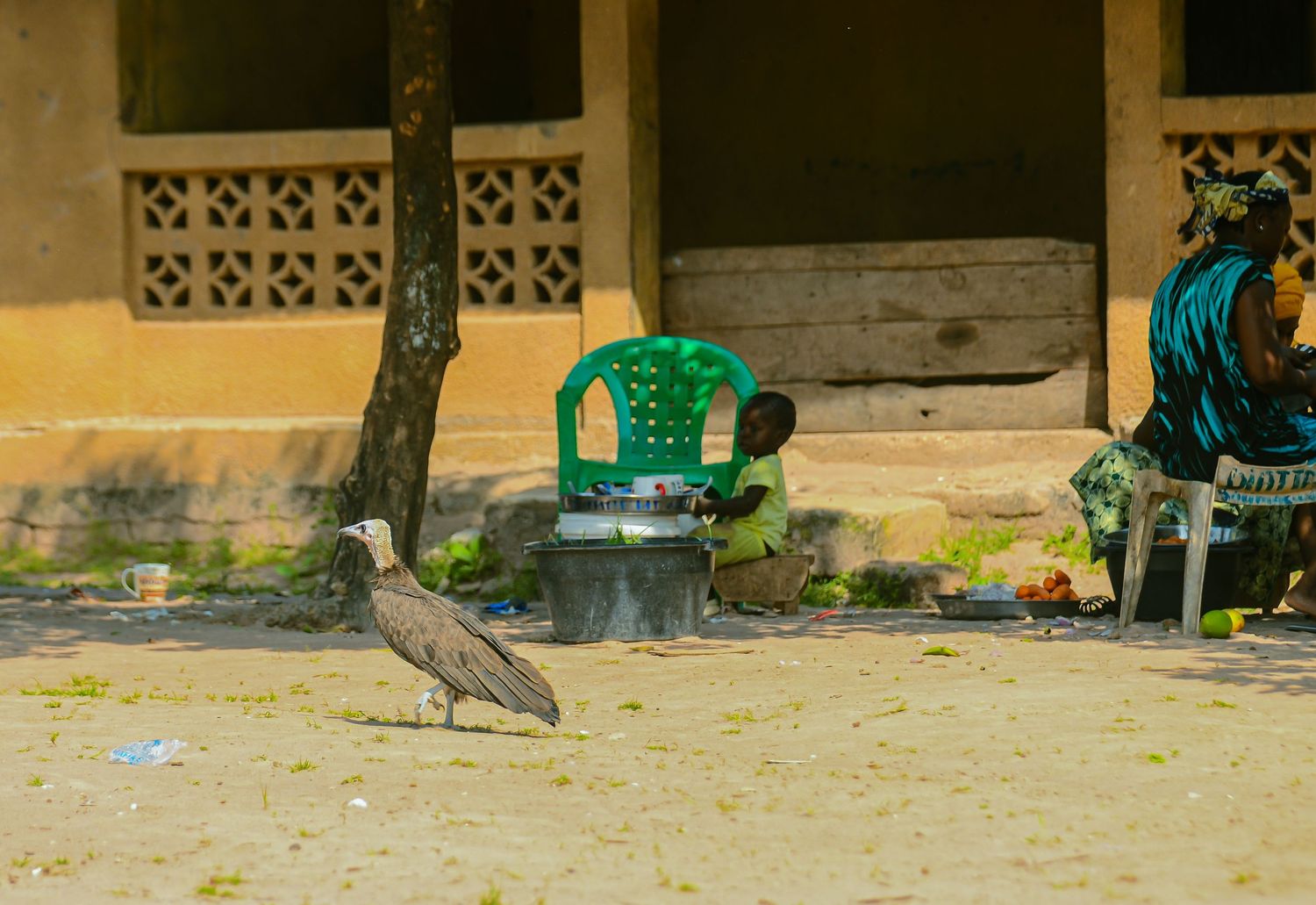 A hooded vulture walks near a woman selling goods outside a yellow building in West Africa.