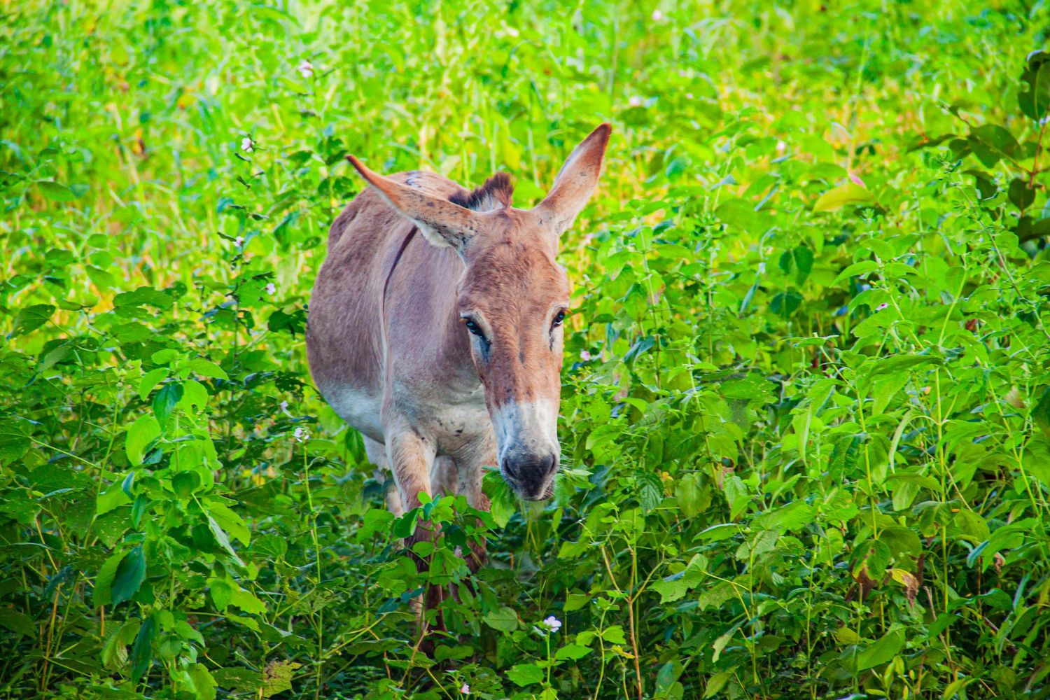 A gray donkey standing in dense green foliage in a natural outdoor setting.