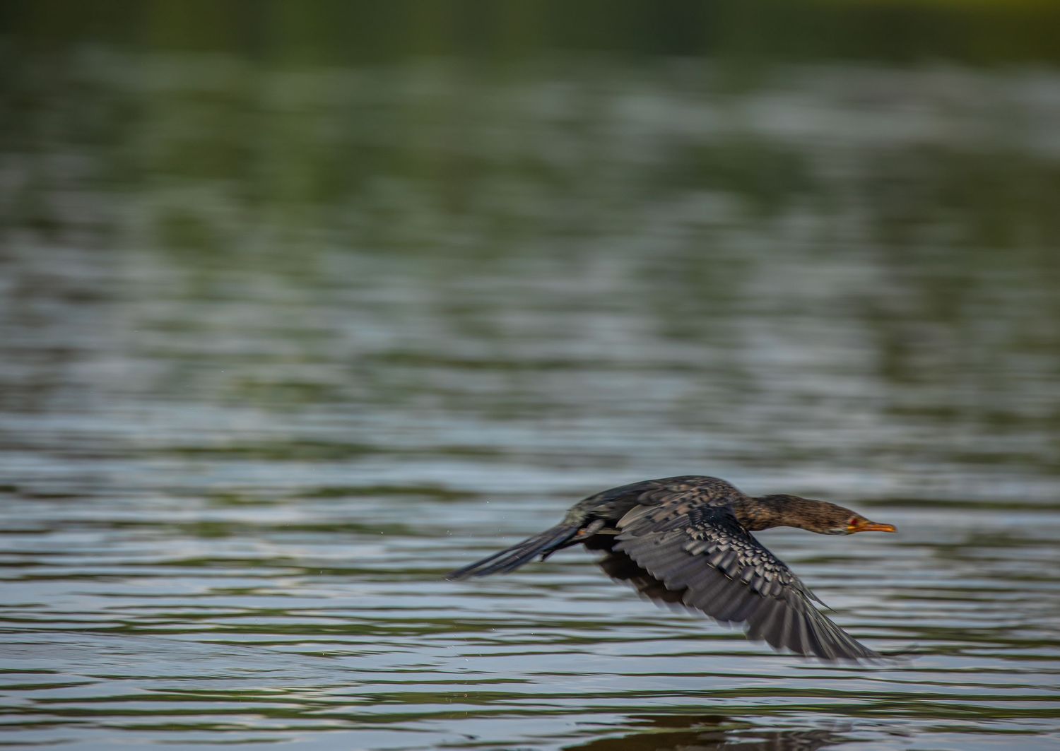 A cormorant in flight skimming low over a calm green water surface.