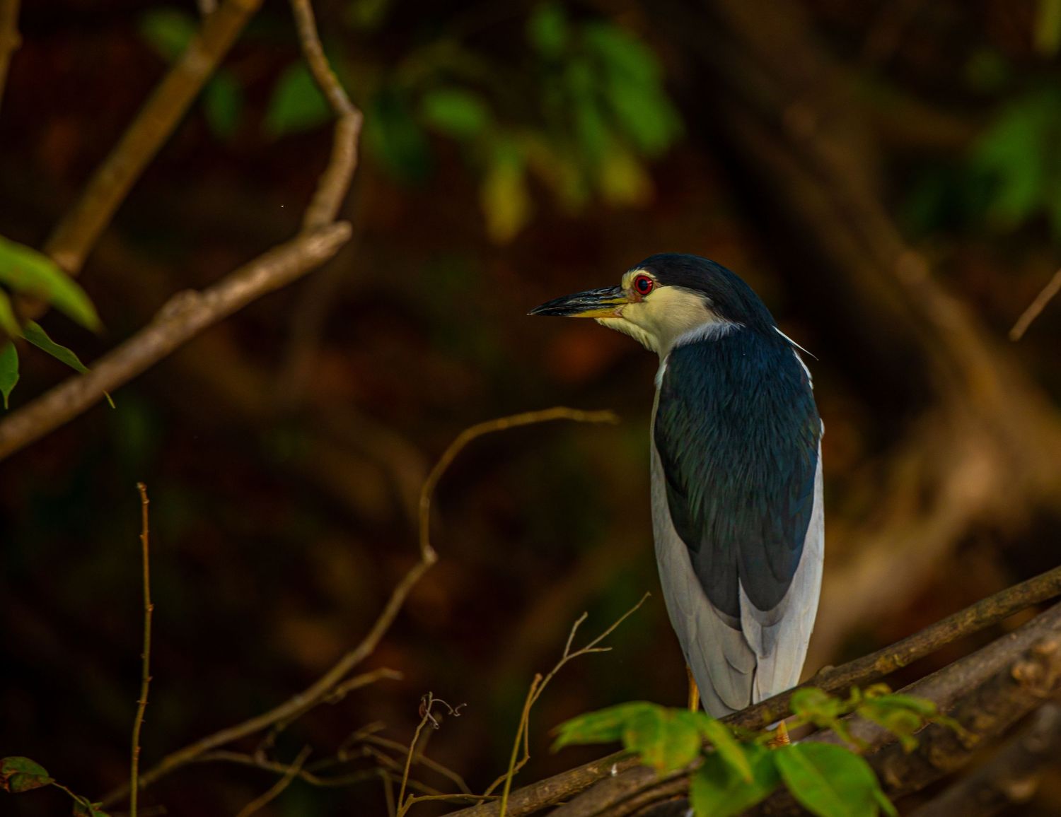 A black-crowned night heron perched on a branch amid dense dark tropical forest foliage.