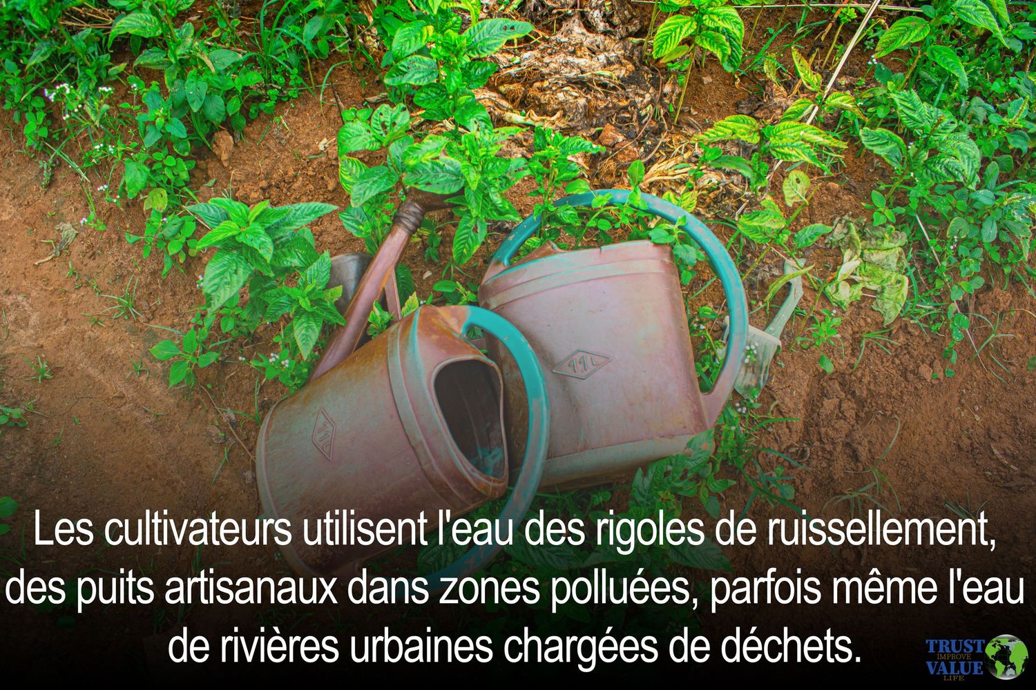 Rusty watering cans beside garden plants with French text about contaminated irrigation water sources.