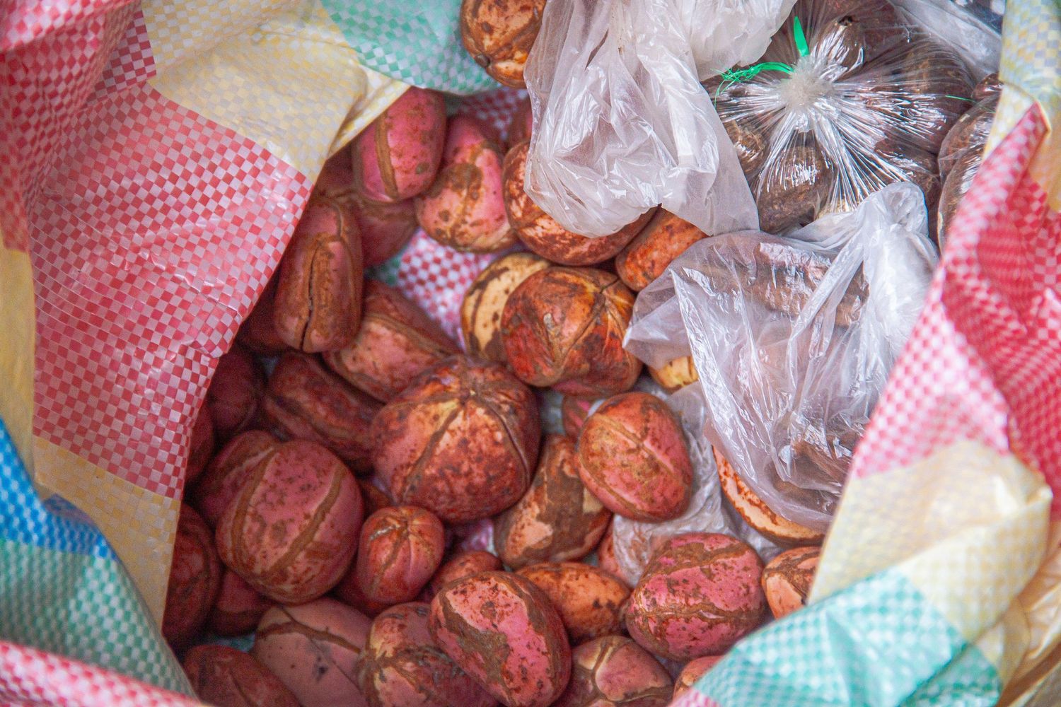 Large bag filled with fresh red kola nuts packed in plastic bags at a West African market.