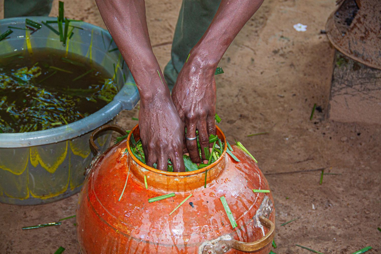 Hands pressing fresh green herbs into a large orange clay pot filled with water outdoors.