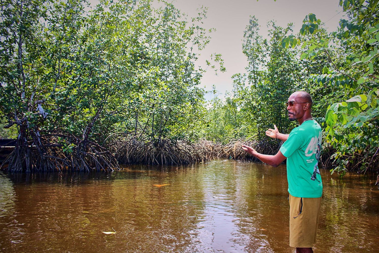 A man in a green shirt gestures while standing in shallow water surrounded by dense mangrove trees.