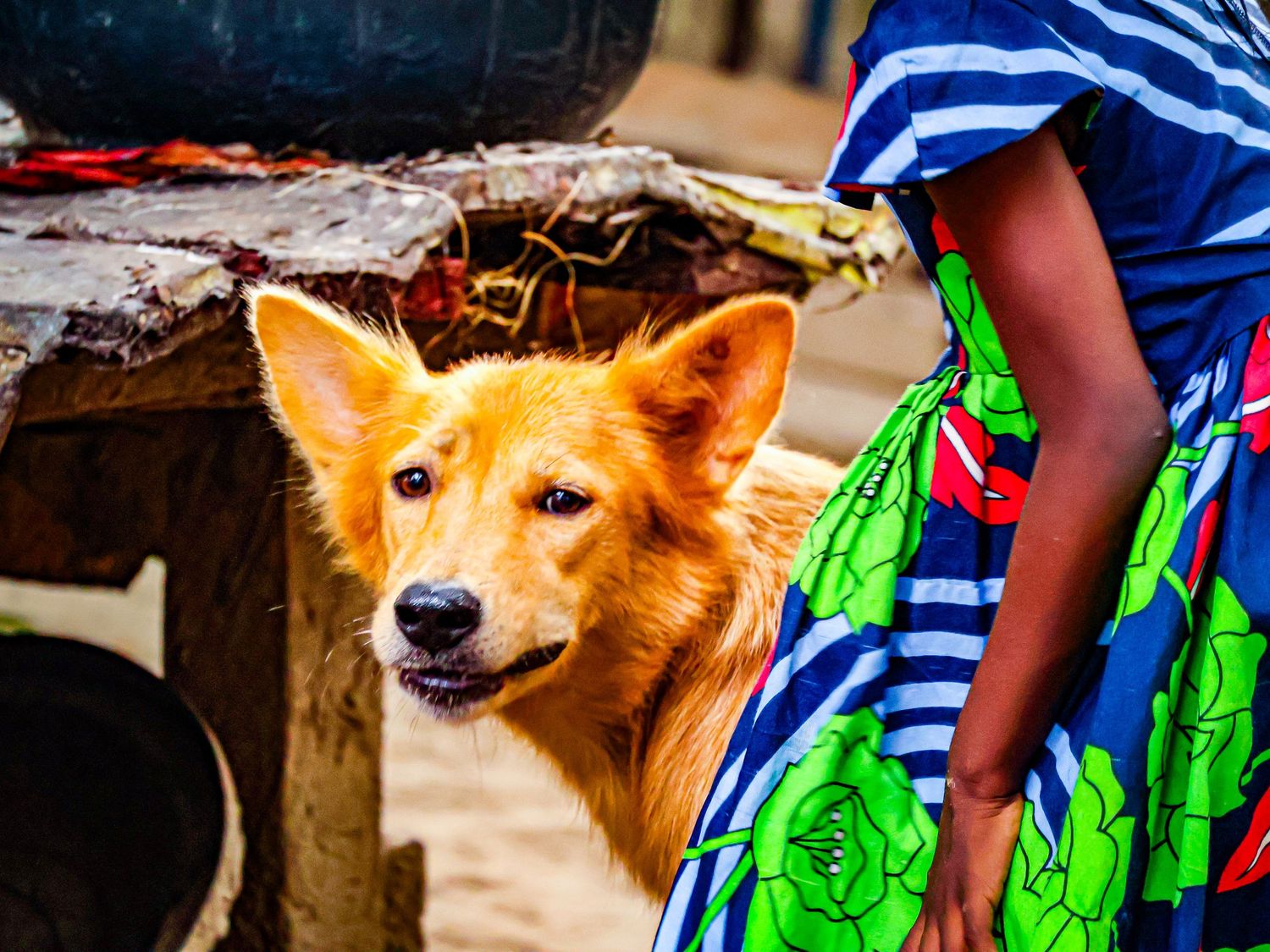 A golden-brown dog peeks out from beneath a surface beside a woman wearing a colorful blue and green dress.