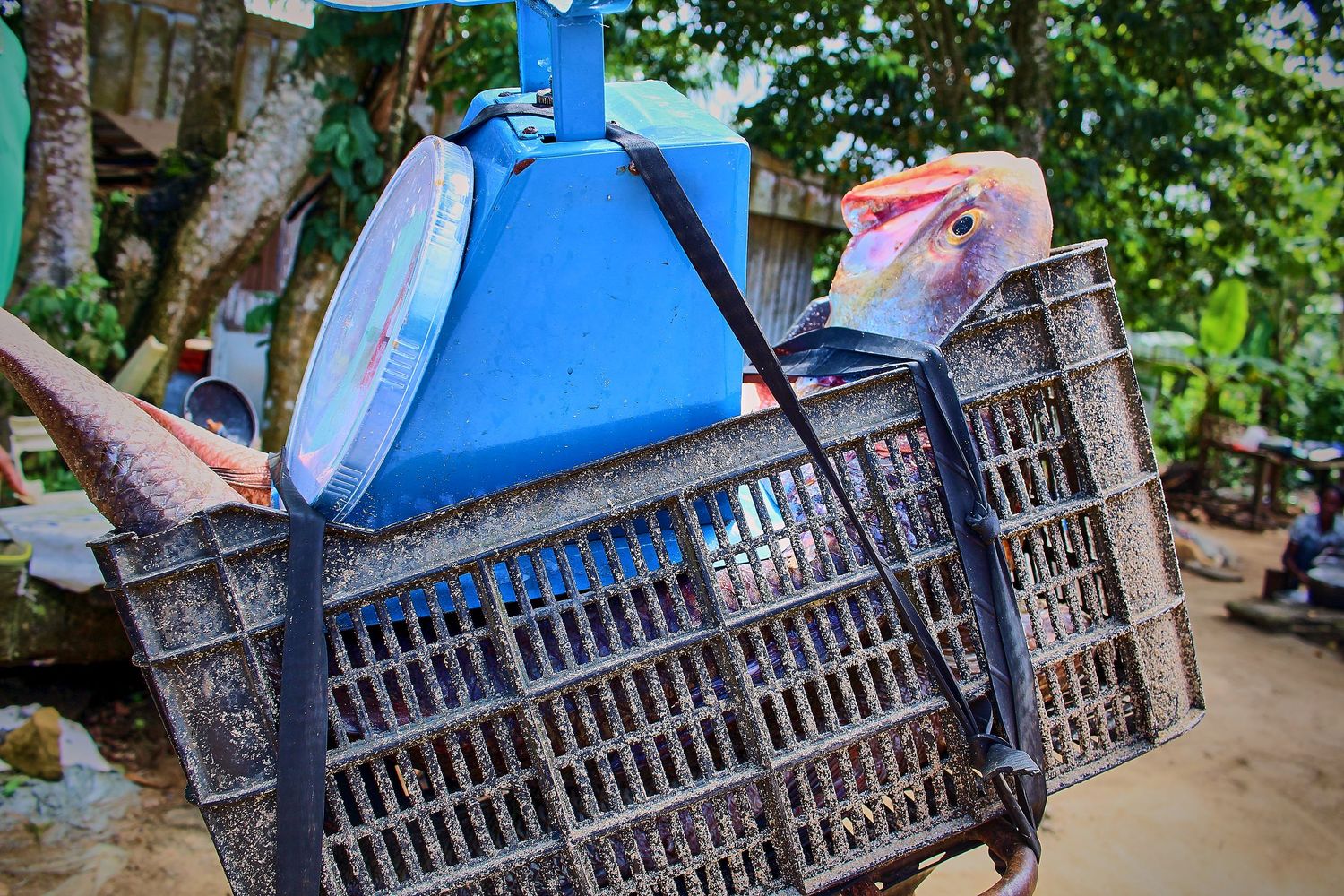 A plastic crate on a bicycle carries fresh fish and a blue container in a tropical village setting.