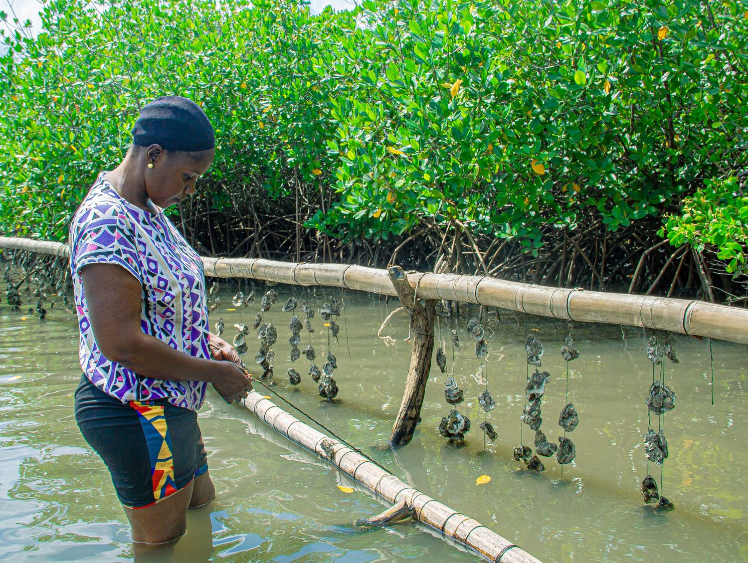 Woman standing in mangrove waters inspecting oysters hanging on bamboo poles in a traditional African aquaculture farm.