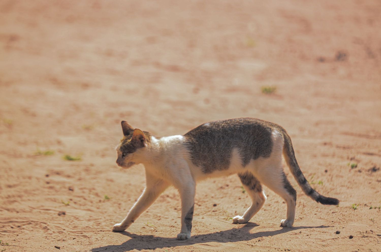 A small stray cat with white and gray markings walks across dry sandy ground in bright sunlight.