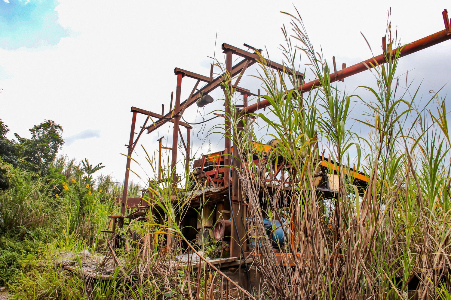 A deteriorating rusty farm machine is overtaken by tall green sugarcane plants under a partly cloudy sky.