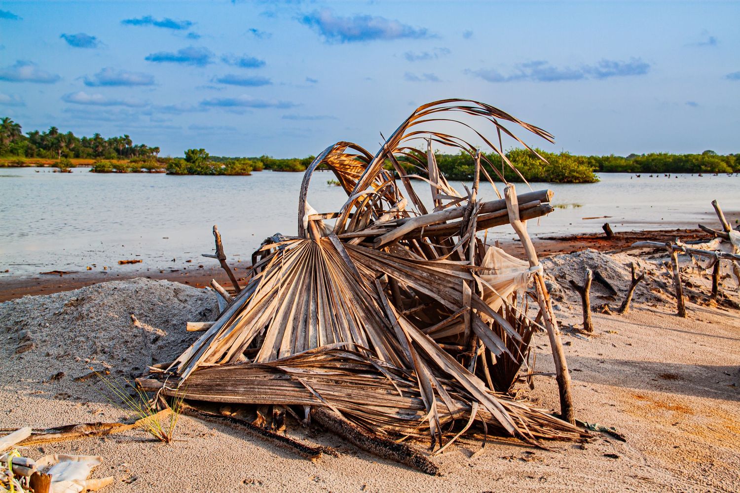 Dried palm fronds washed ashore on a tropical beach near a calm river estuary.