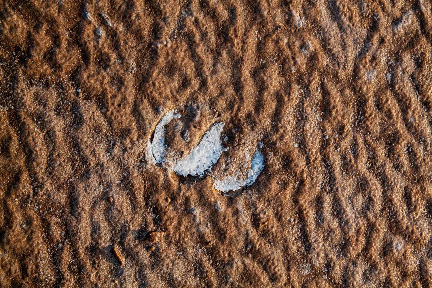 Two crescent-shaped white fossil imprints embedded in orange-brown sandy sediment.