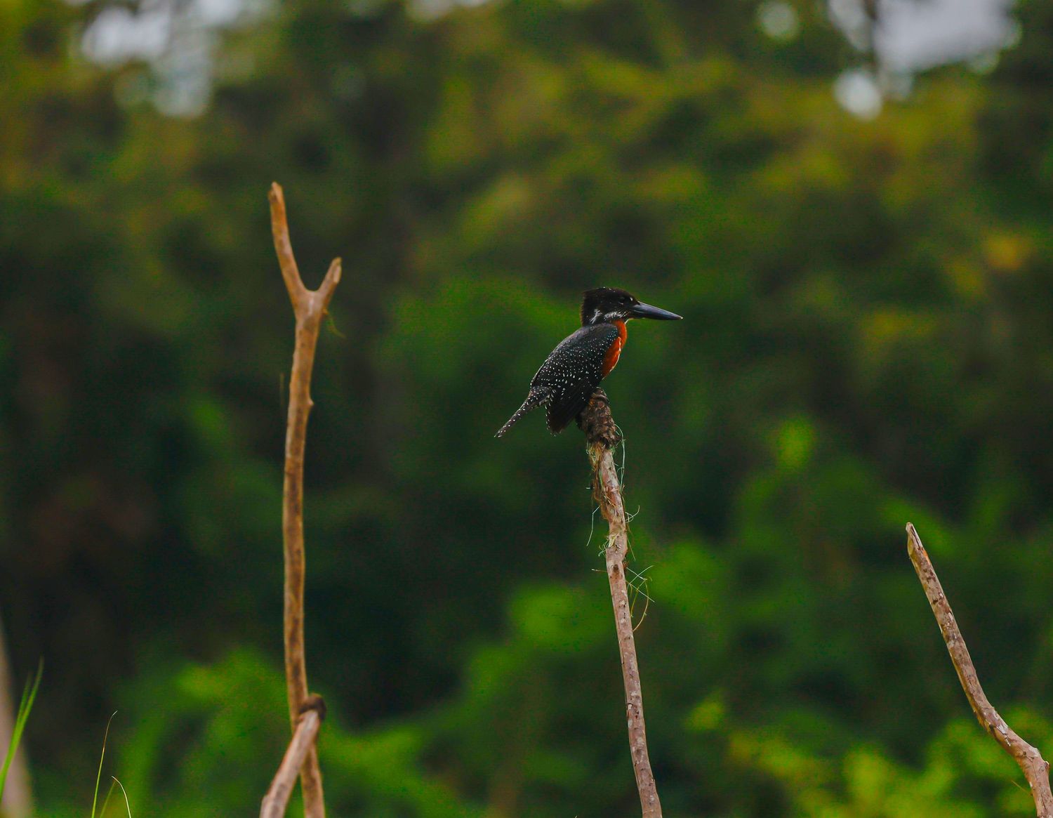 A vibrant kingfisher bird perched on a bare branch surrounded by lush green forest foliage.
