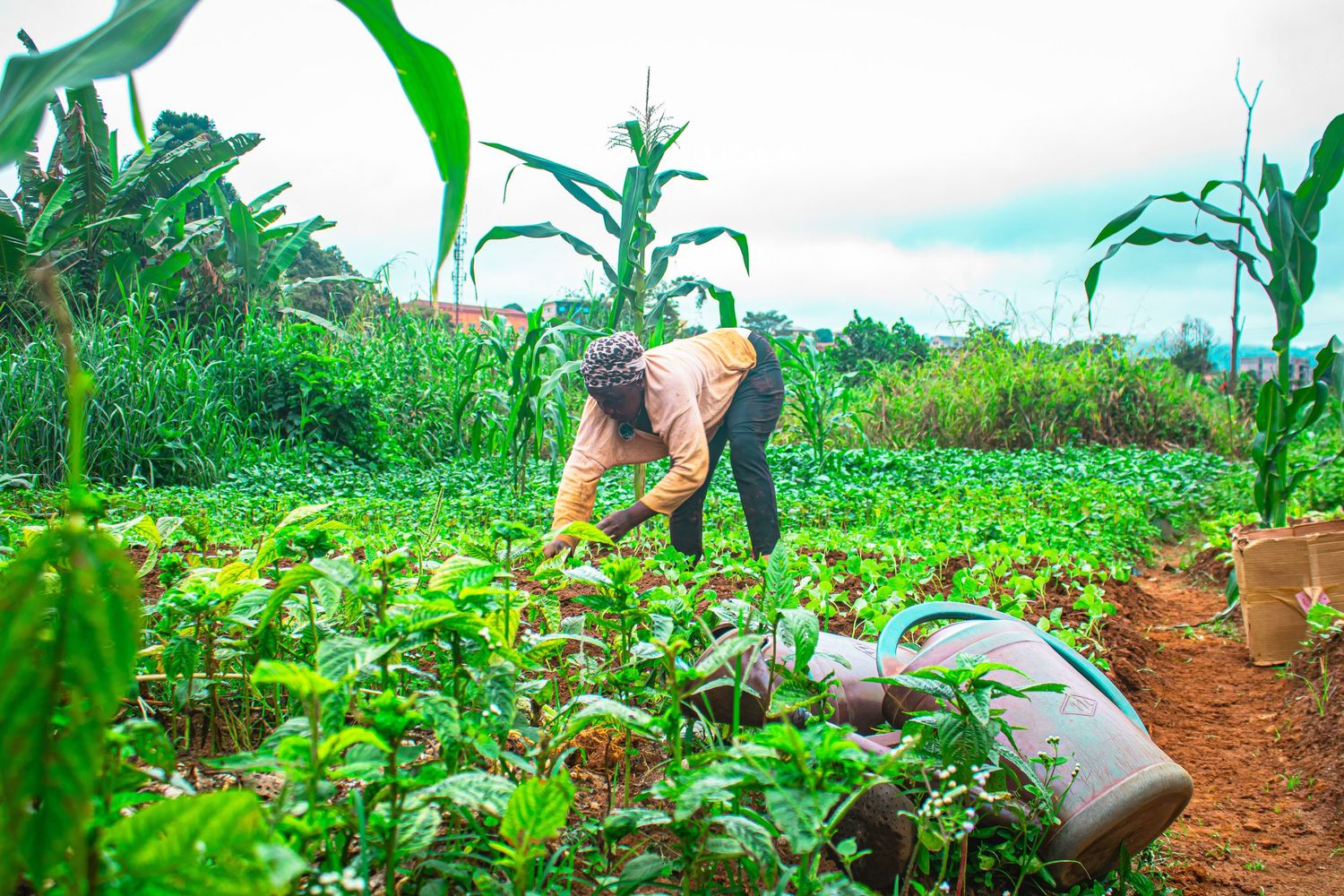 Farmer tending to lush green vegetable crops in a rural African farm with corn and banana trees.
