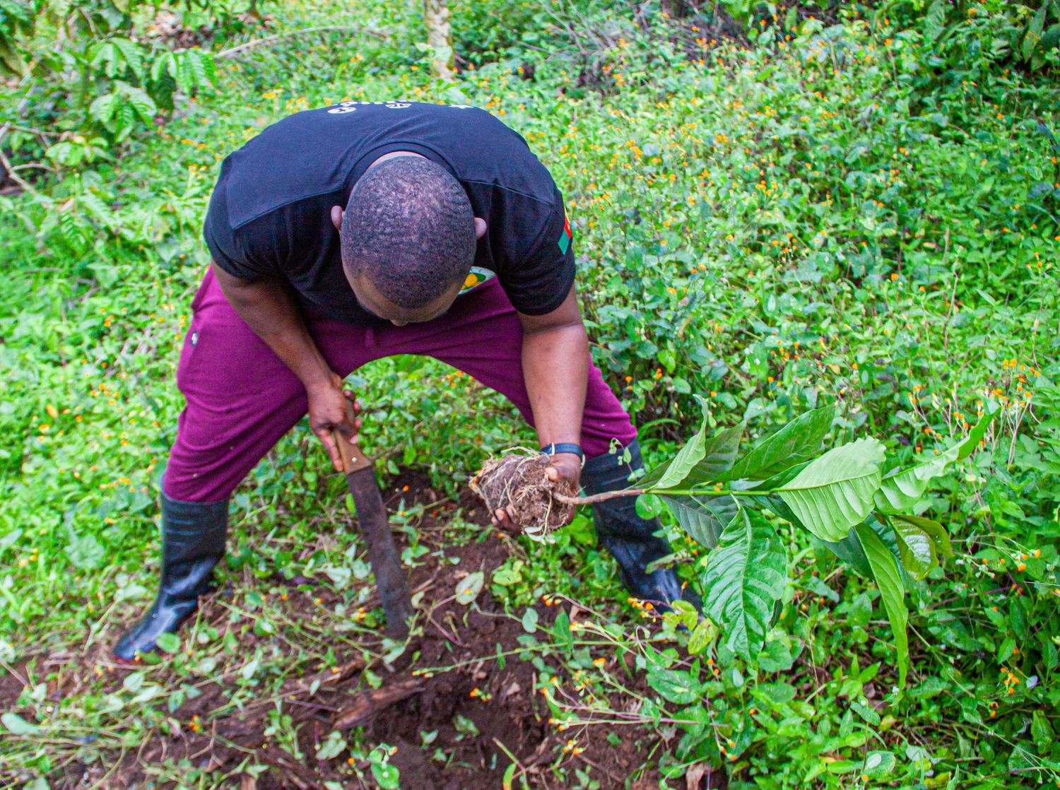 Man in black shirt planting a young seedling in fertile soil surrounded by green vegetation.