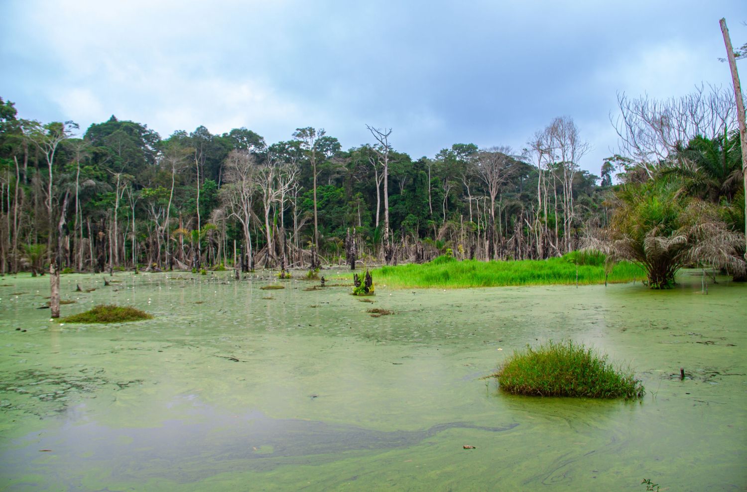A murky green swamp with dead trees and moss-covered ground in a dense tropical forest.