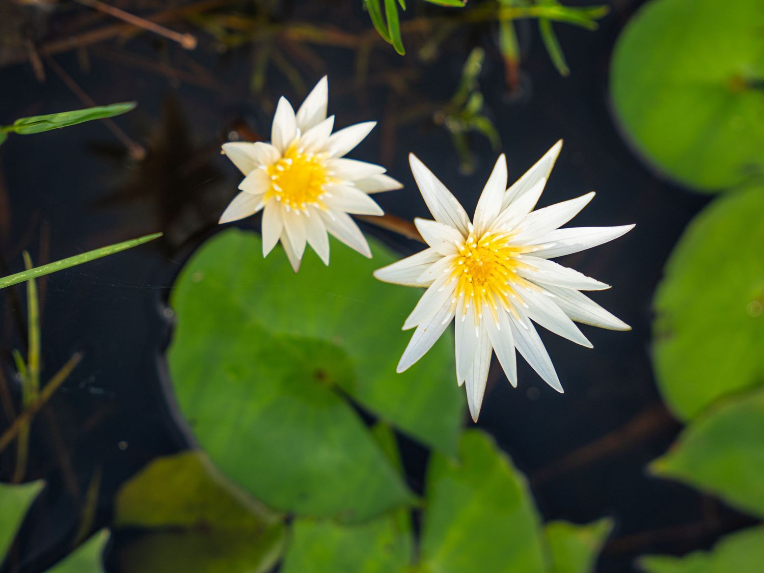 Two white water lily flowers with yellow centers floating among green lily pads on dark water.