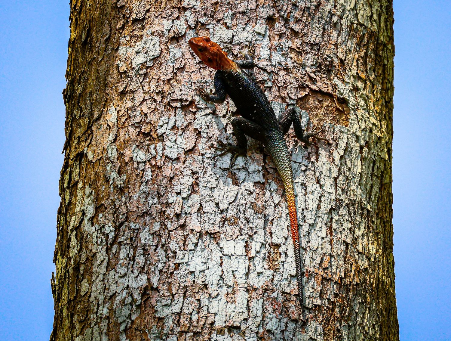 A colorful agama lizard with an orange head clings to the bark of a tree trunk.