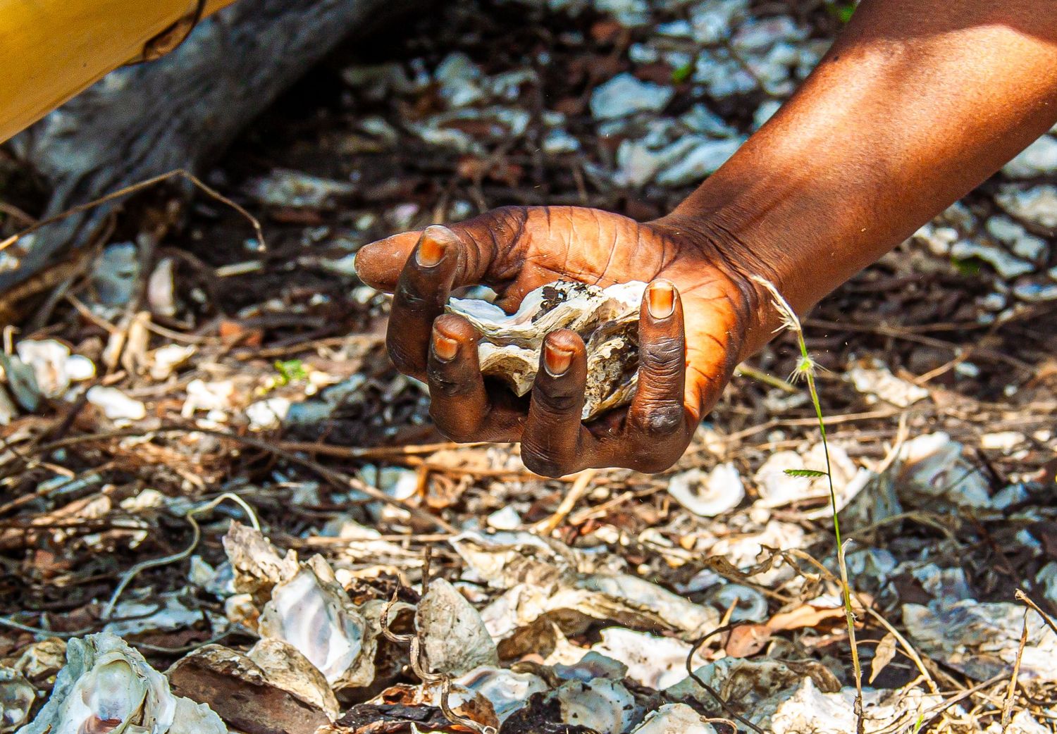 Close-up of a dark-skinned hand picking up white oyster shells from ground debris.