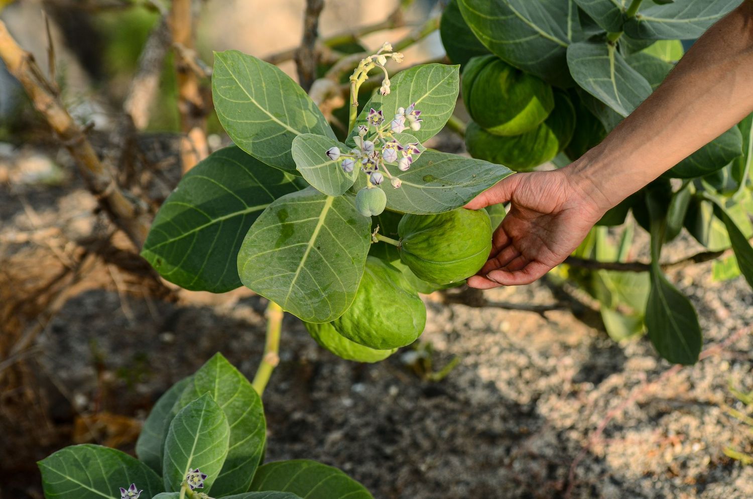 Hand holding a green fruit on a flowering plant with large leaves in a natural outdoor garden setting.
