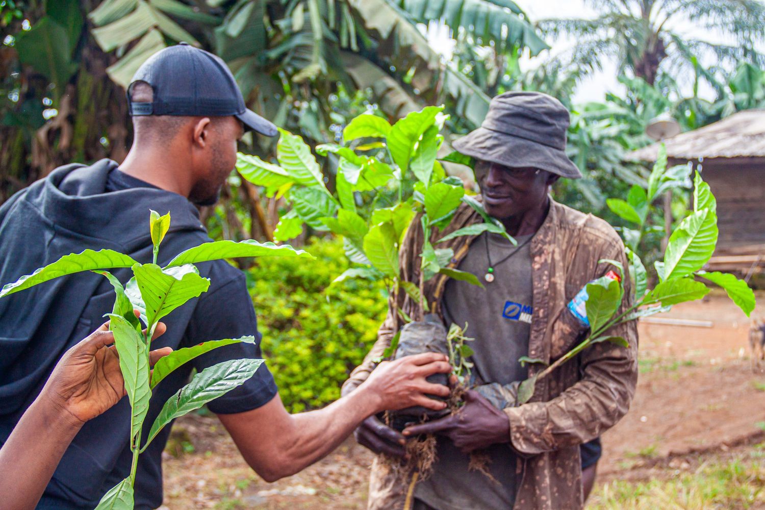 Two men exchanging a young green seedling plant in a rural African farming community setting.
