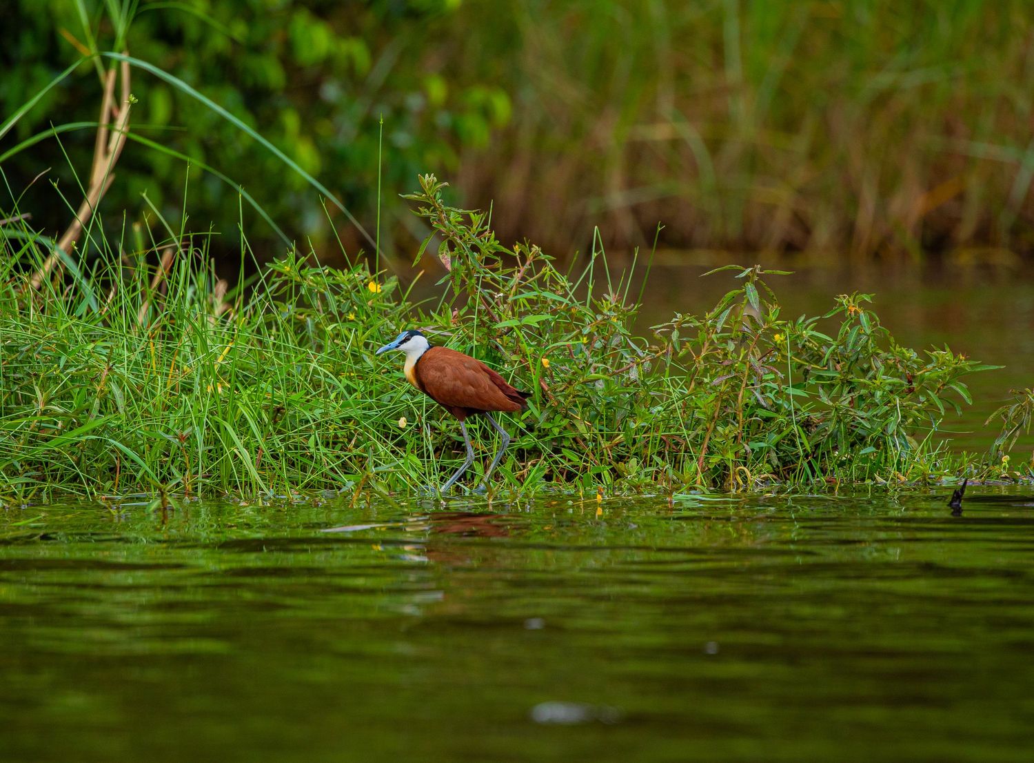 An African jacana bird standing in shallow green water near riverbank vegetation.