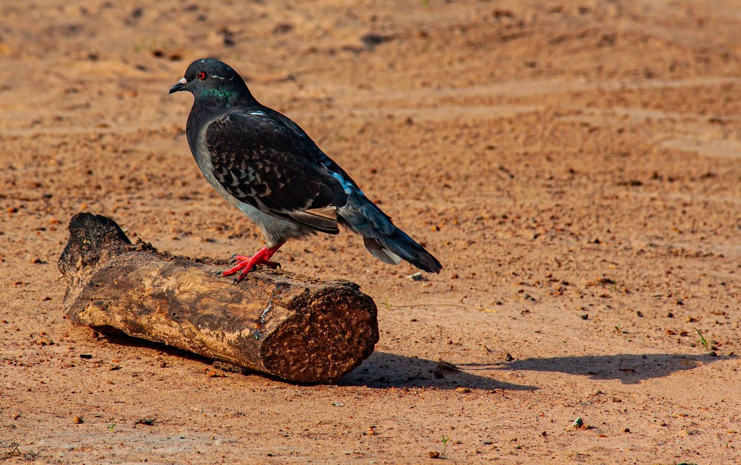 A iridescent dark pigeon with red feet standing on a weathered log in sandy terrain.