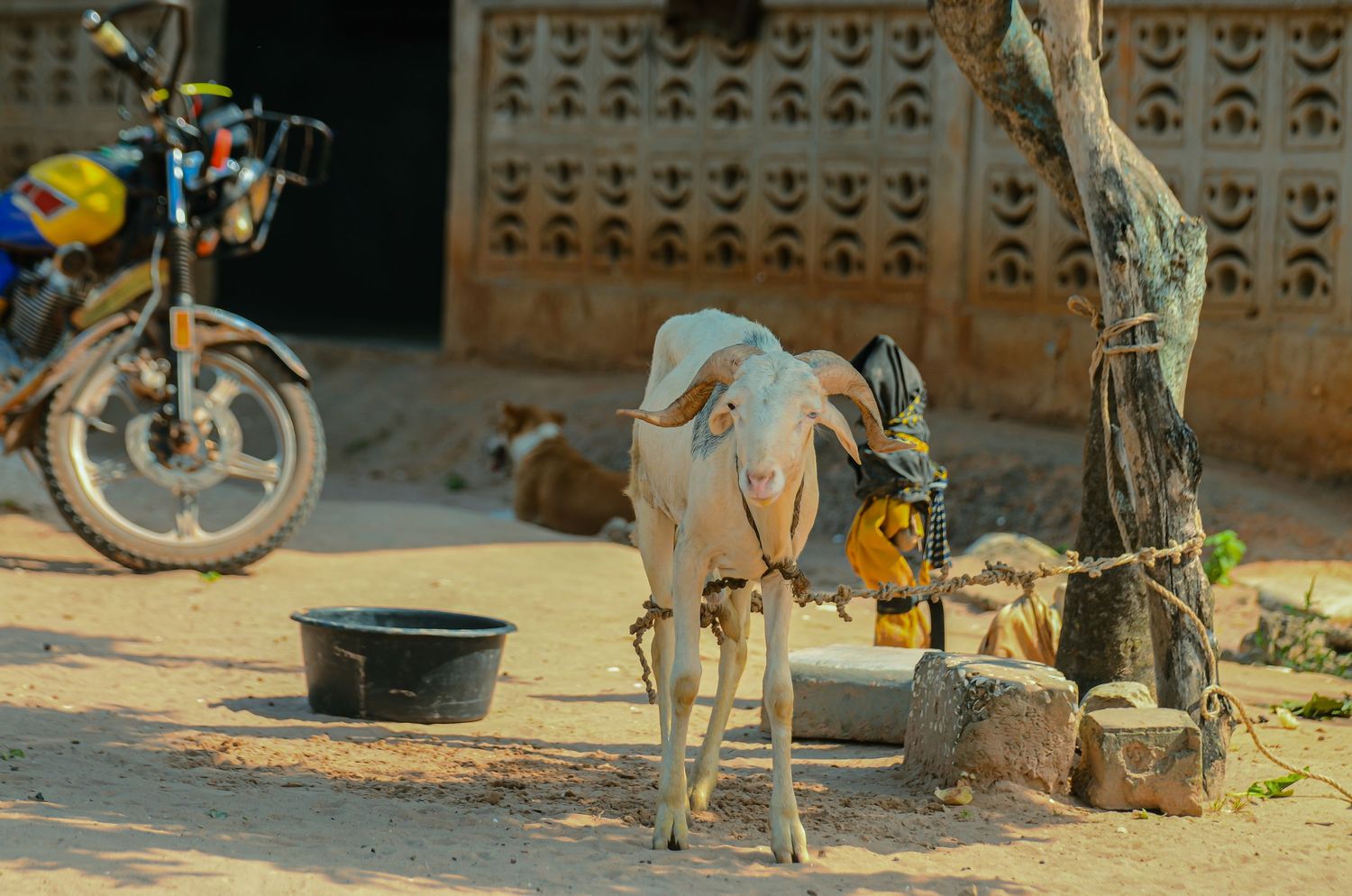 A thin white goat tied to a tree near a motorcycle and black bowl in a dusty African village.