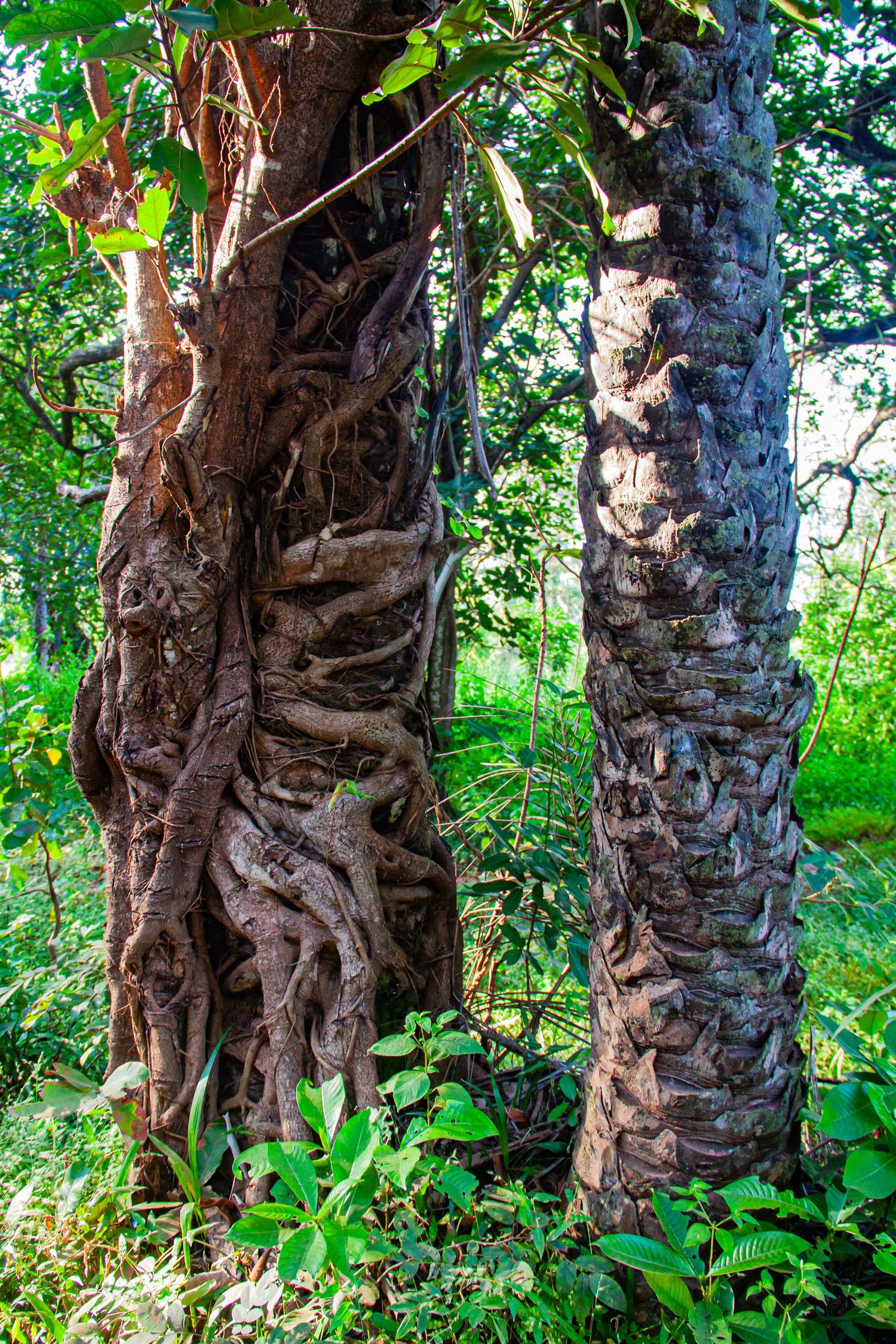 Two ancient trees with intertwining roots and textured bark surrounded by lush green tropical forest foliage.