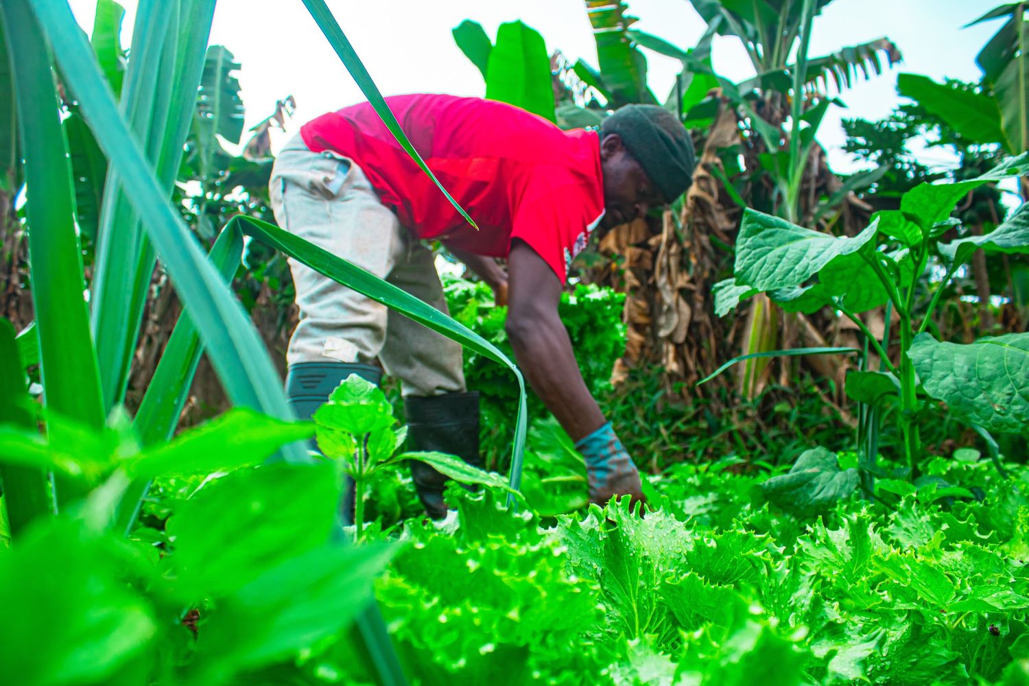 African farmer harvesting fresh green vegetables and lettuce in a vibrant tropical garden.