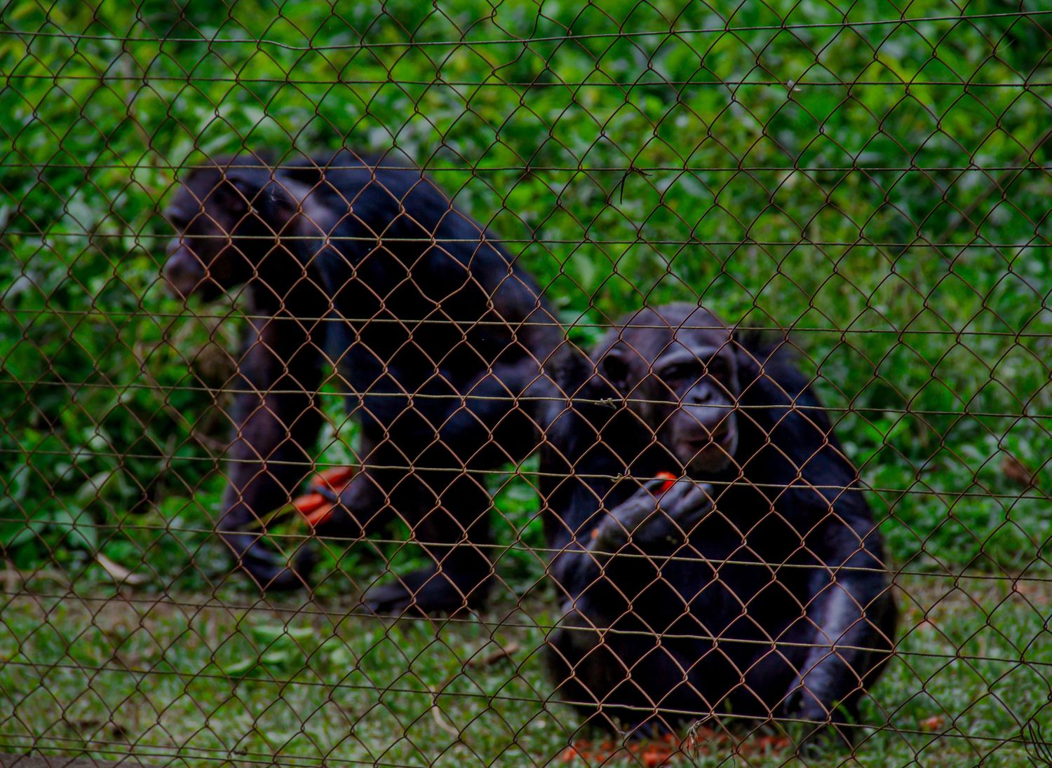 Two chimpanzees sitting behind a chain-link fence eating red fruit in a wildlife sanctuary.