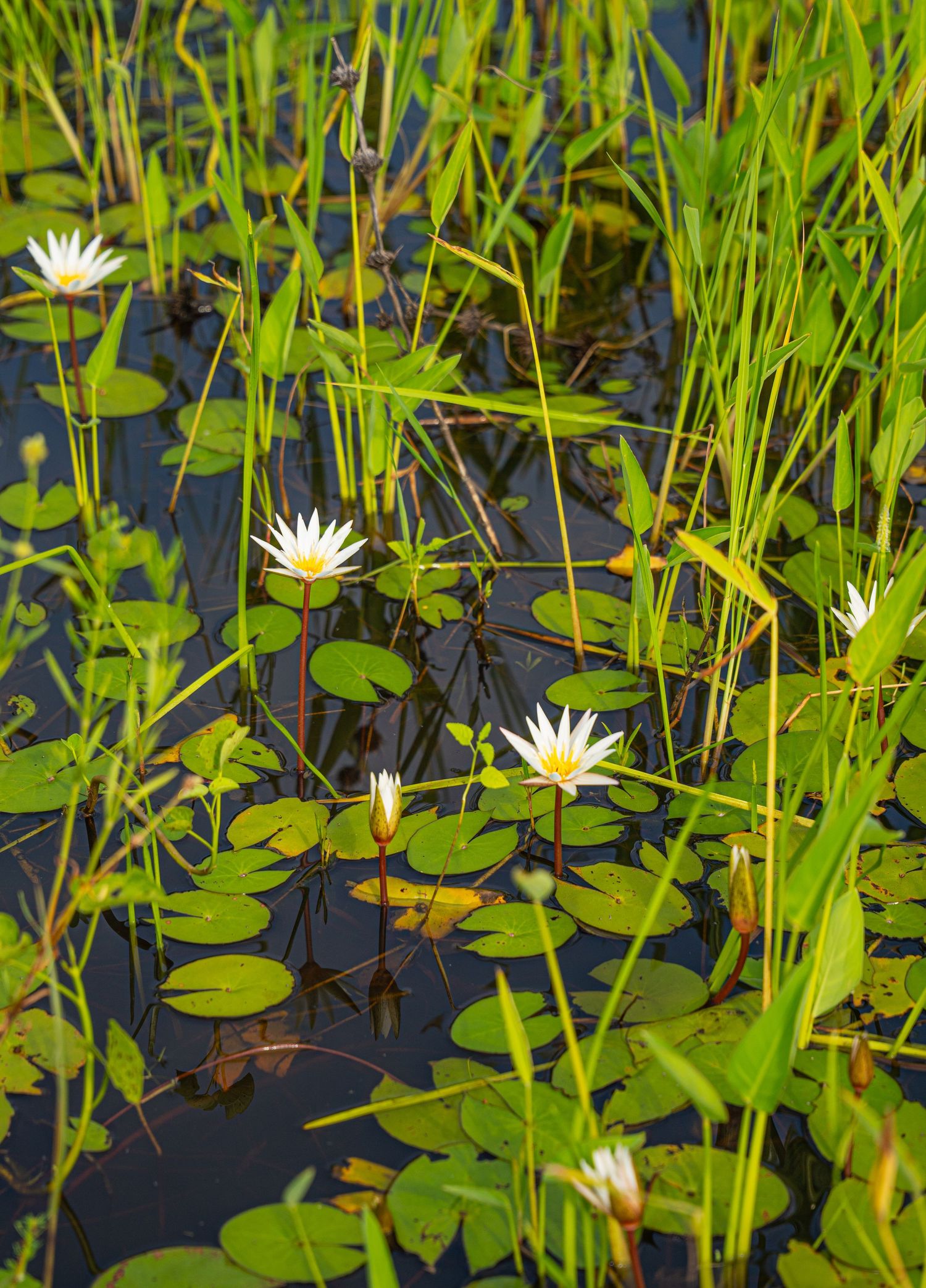White water lilies blooming among green lily pads and tall grass in a tranquil pond.
