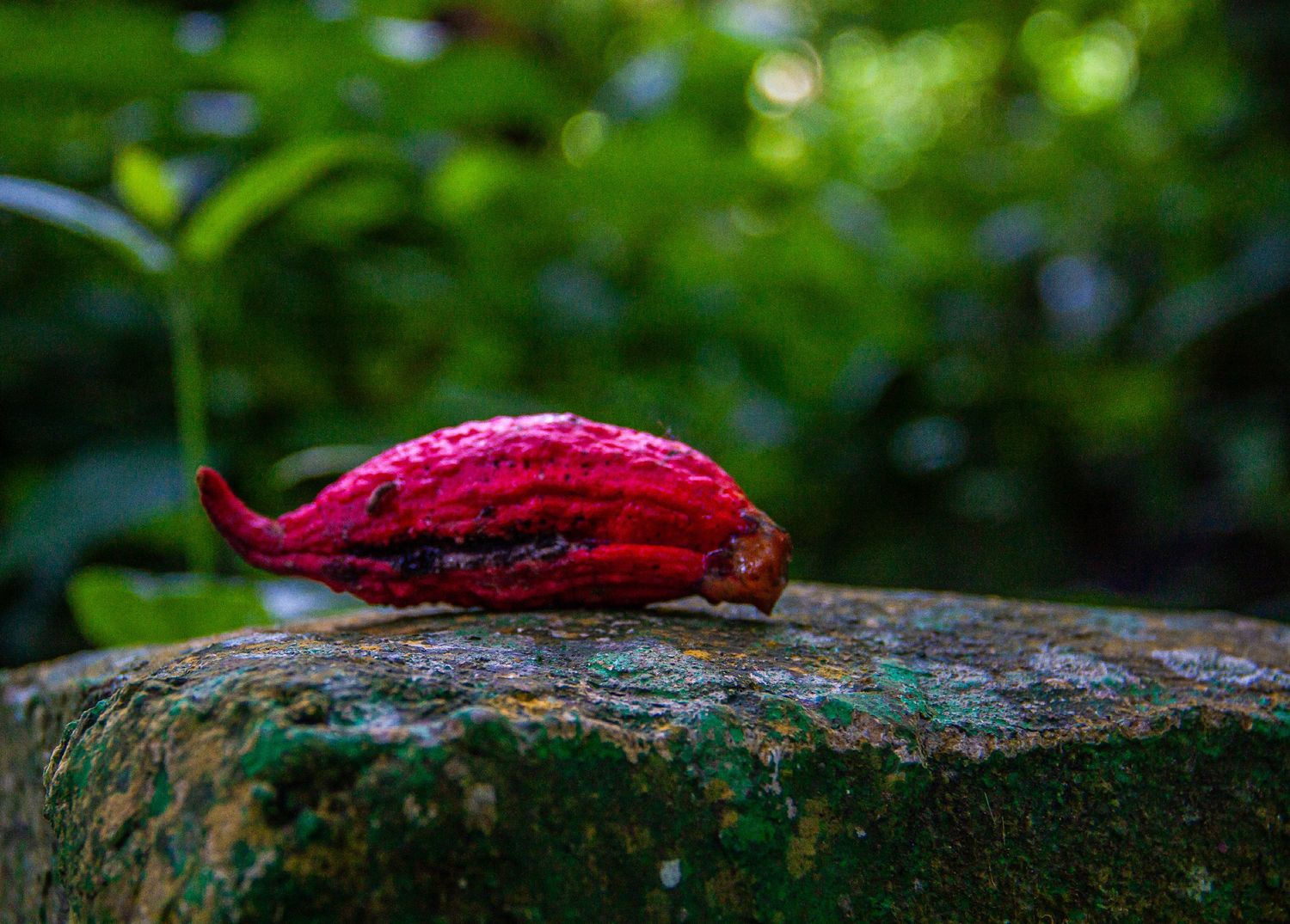 Vibrant red cacao pod resting on a mossy stone surface with green foliage background.