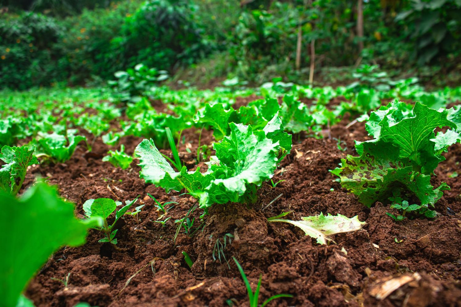 Rows of fresh green lettuce growing in rich brown soil in a lush garden in Cameroon.