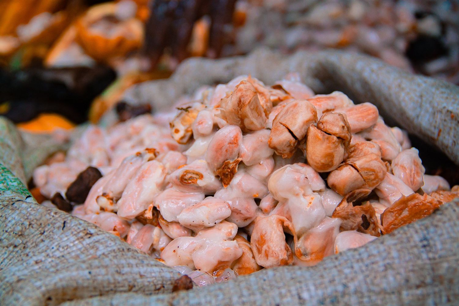 recolte de cacao frais : Mbanga Cameroun